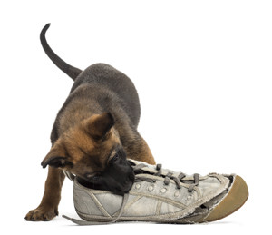 Belgian Shepherd puppy playing with a sneaker
