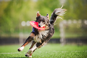 Border Collie Running with Frisbee