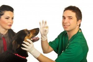 Administering Pet Medication