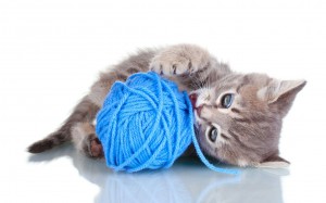 Cat chewing yarn.