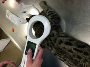 Cat Microchip Test